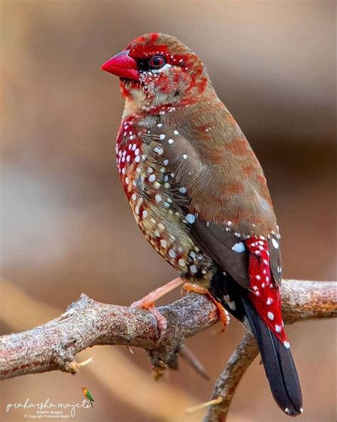 Strawberry finch [ Figgerits Answers ] .